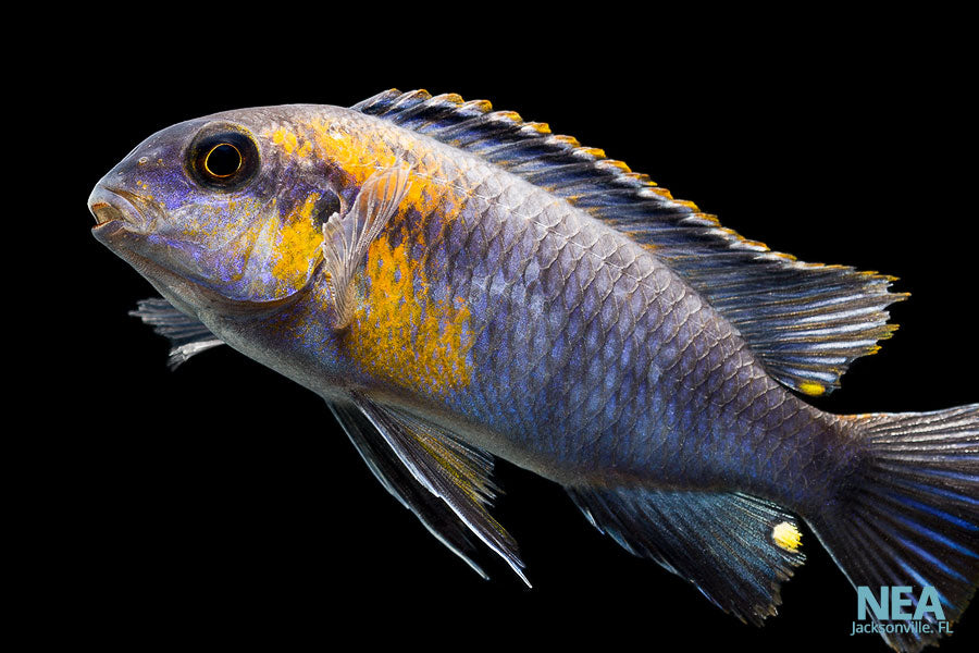 african cichlid