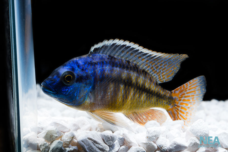 african cichlid