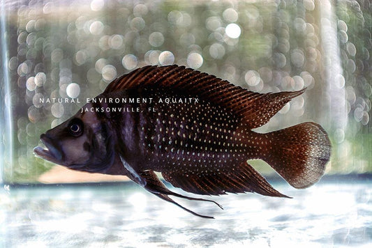 Black Calvus Cichlid