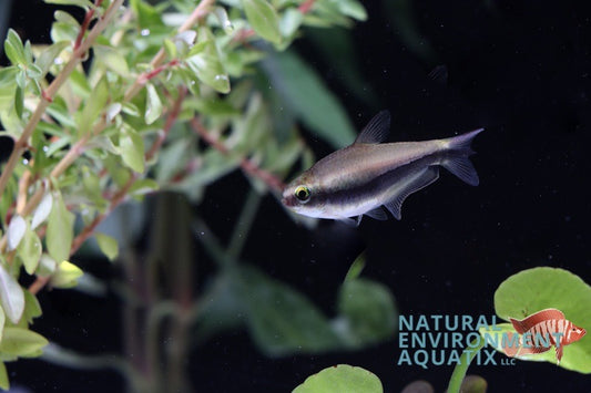 Emperor Tetra Blue