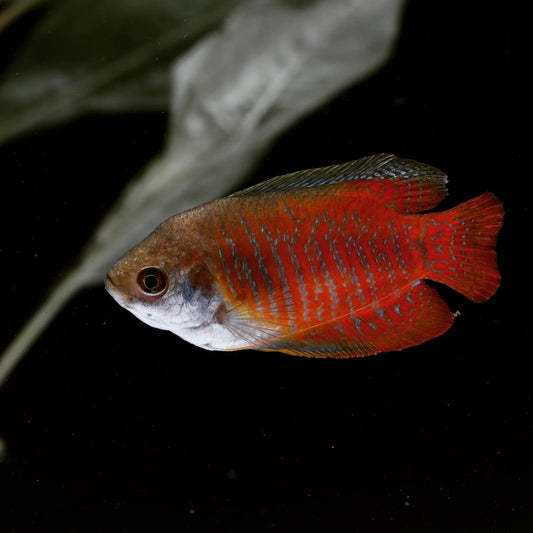 Dwarf Gourami