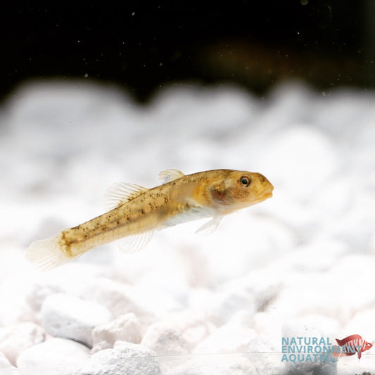 Australian Desert Goby