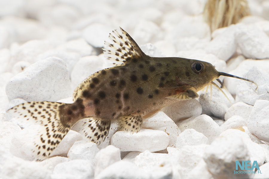 Synodontis Lace