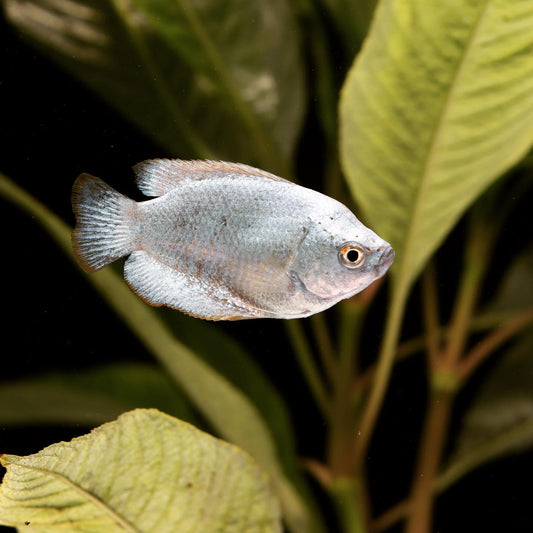 Powder Blue Dwarf Gourami