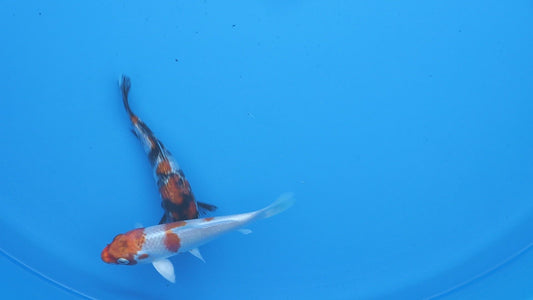 Koi Fish