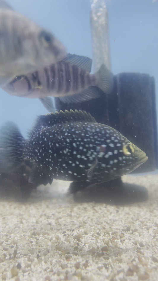 Bleekeri Maralambo Cichlid