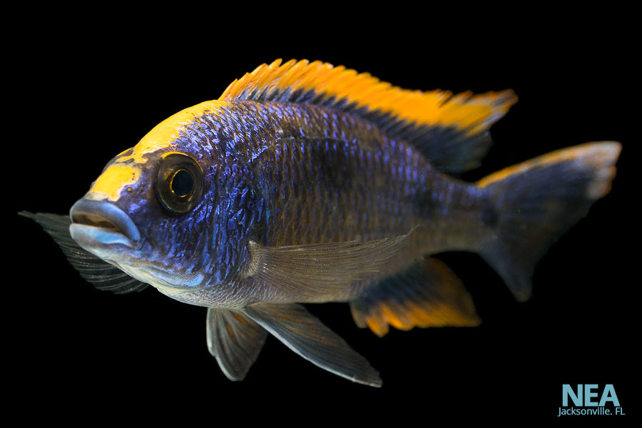 african cichlid