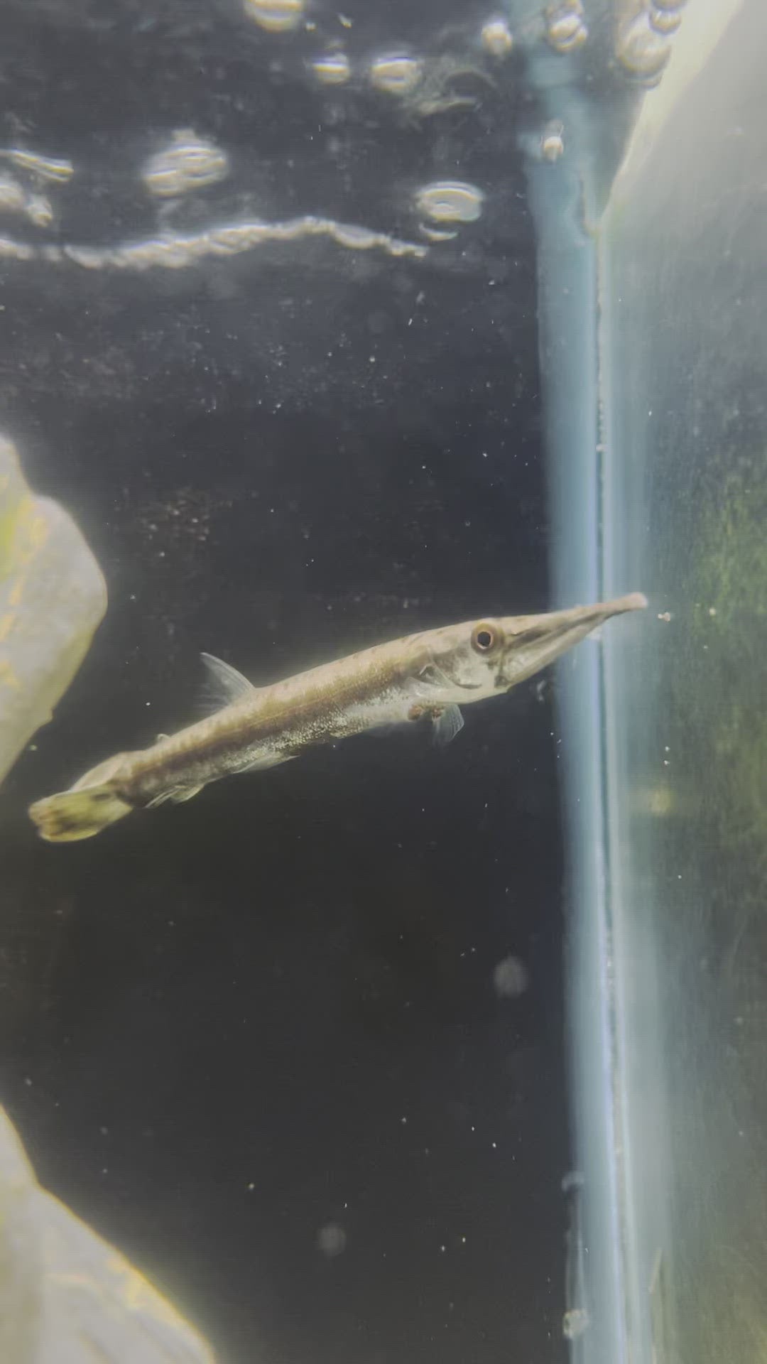 Spotted South American Gar