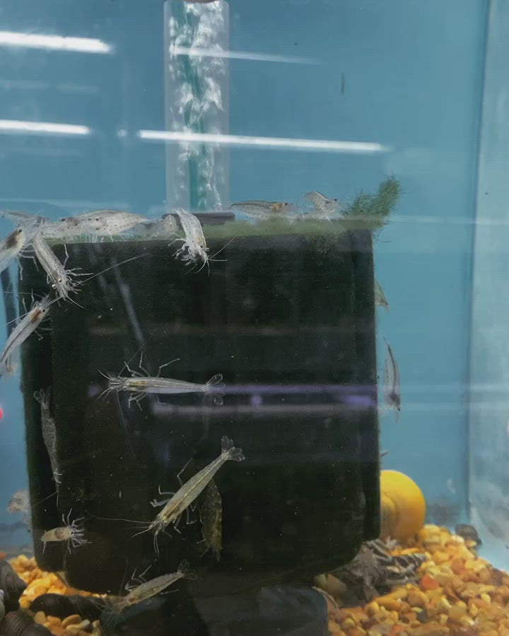 Algae Eating Shrimp