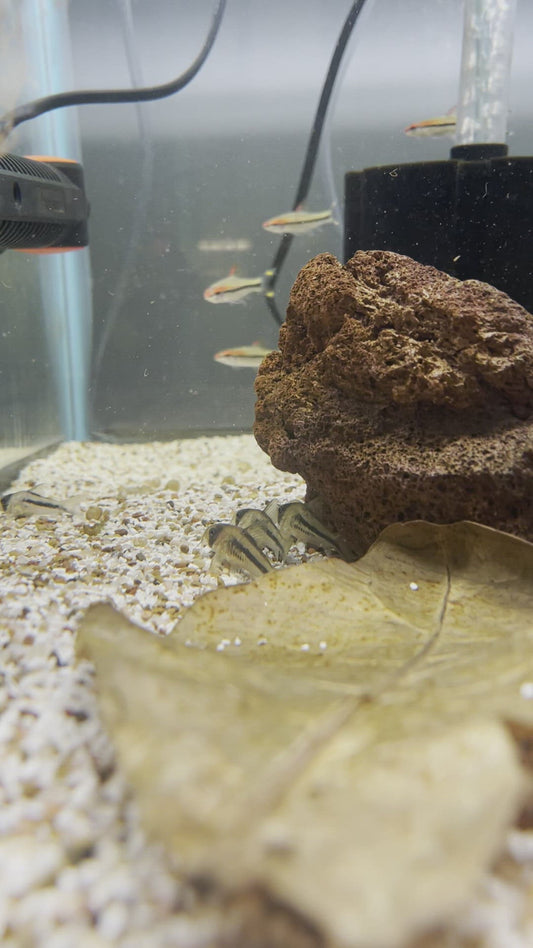 Axelrod's Corydoras Catfish