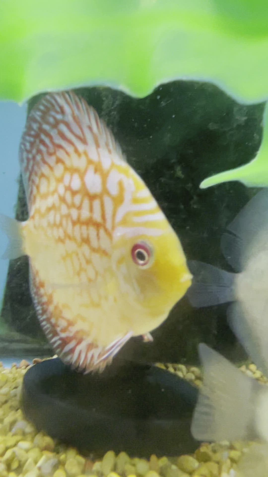 Red Map Discus