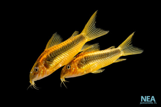 Orange Laser Corydoras Catfish