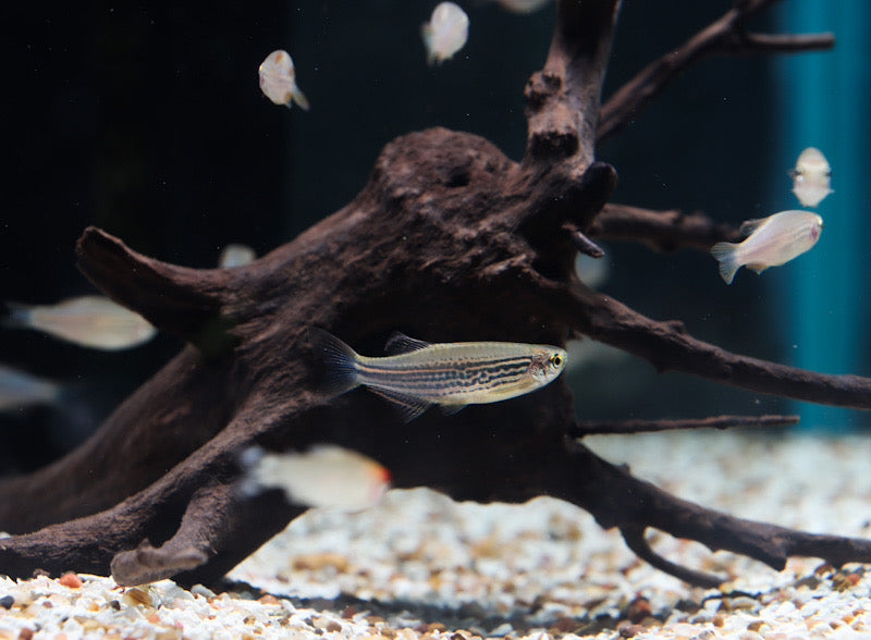 Leopard Danio