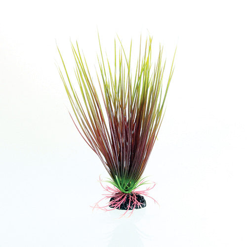 Red/Green Hairgrass - 8" Aquarium Plant