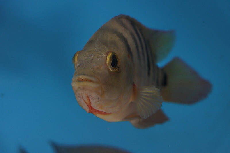 False Red Terror Cichlid