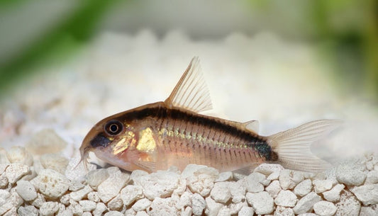 Skunk Corydoras Catfish