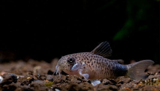 Violet Corydoras Catfish