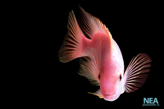 Purple Rose Queen Cichlid