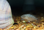 Load image into Gallery viewer, Black Nasty Cichlid
