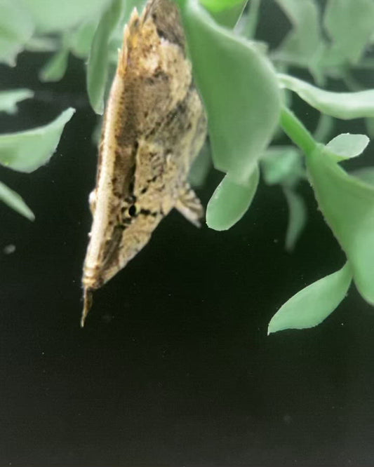 South American Leaf Fish Small