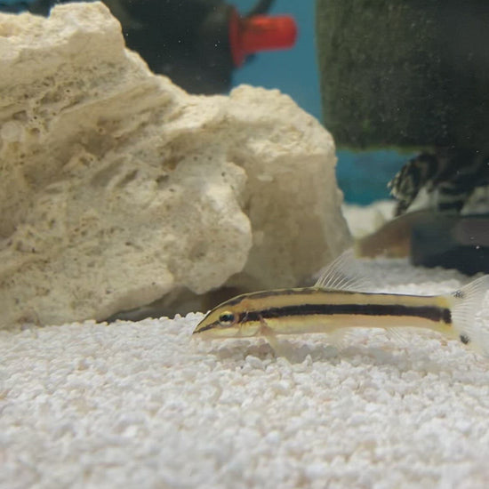 Loach