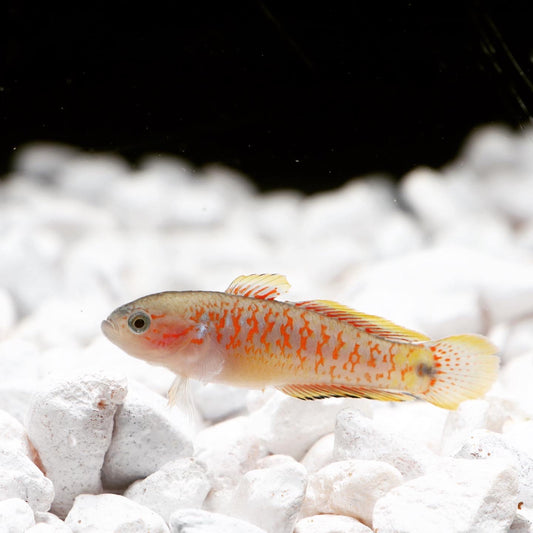 Peacock Gudgeon