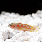 Load image into Gallery viewer, Peacock Gudgeon
