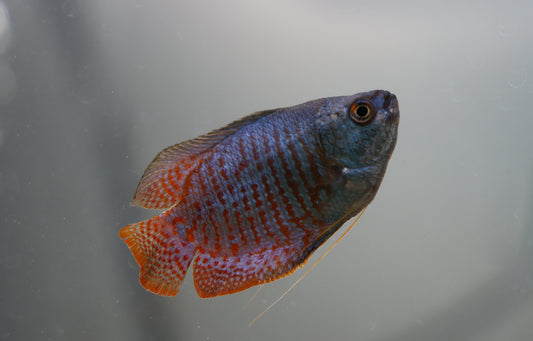 Royal Blue Gourami