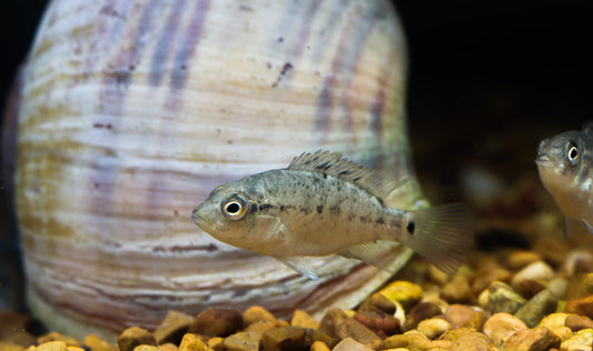 Black Nasty Cichlid