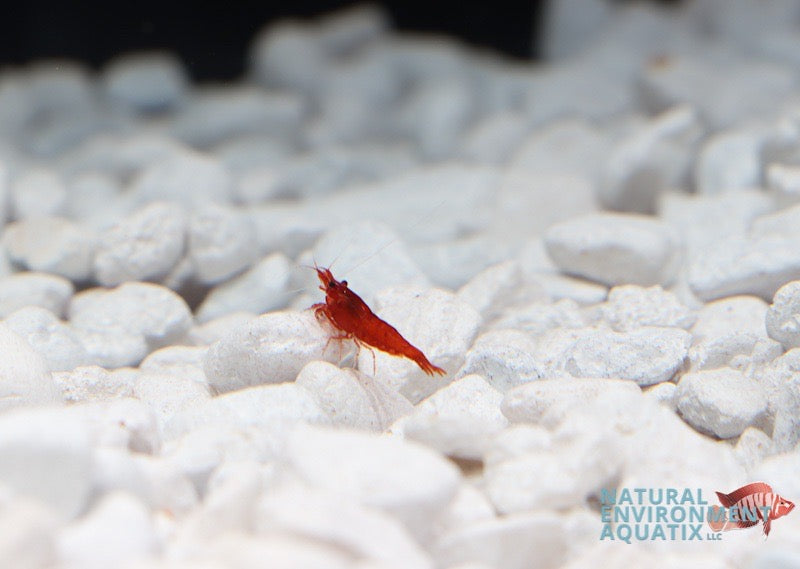 Dwarf Shrimp – Natural Environment Aquatix