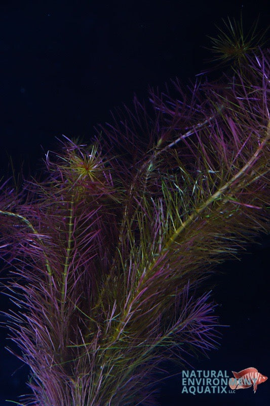 Rotala Wallichii Plant