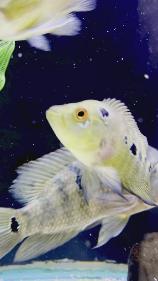 Gold Trimaculatum Cichlid