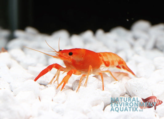 Red Neon Crayfish