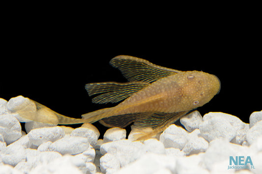 Long Fin Albino Bushynose Plecostomus