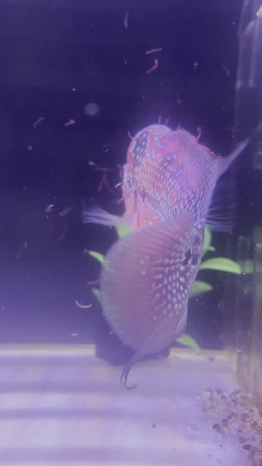 Magma Flowerhorn Cichlid