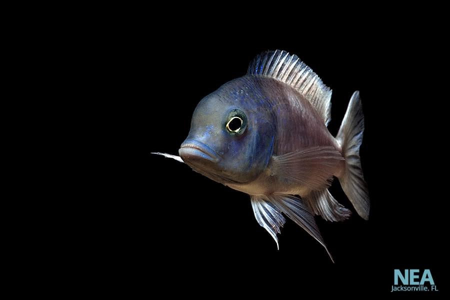 african cichlid