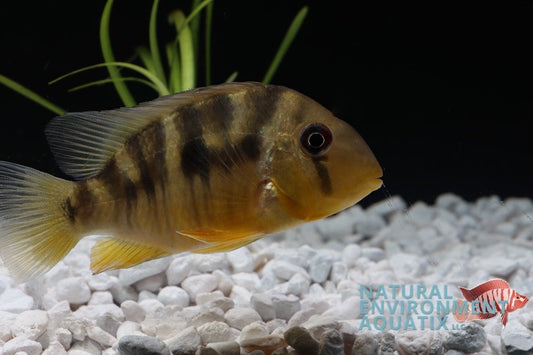 Geophagus