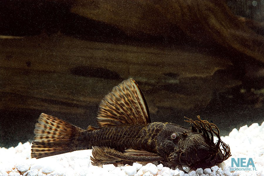 Bushynose Plecostomus