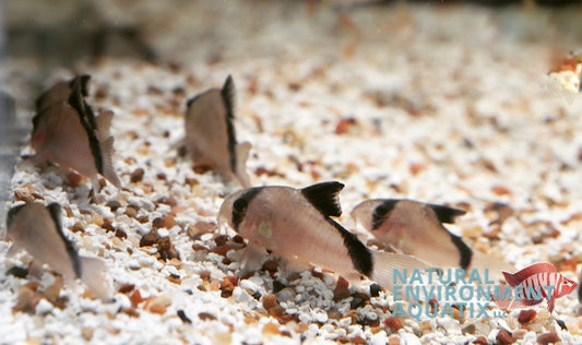 Bandit Corydoras Catfish