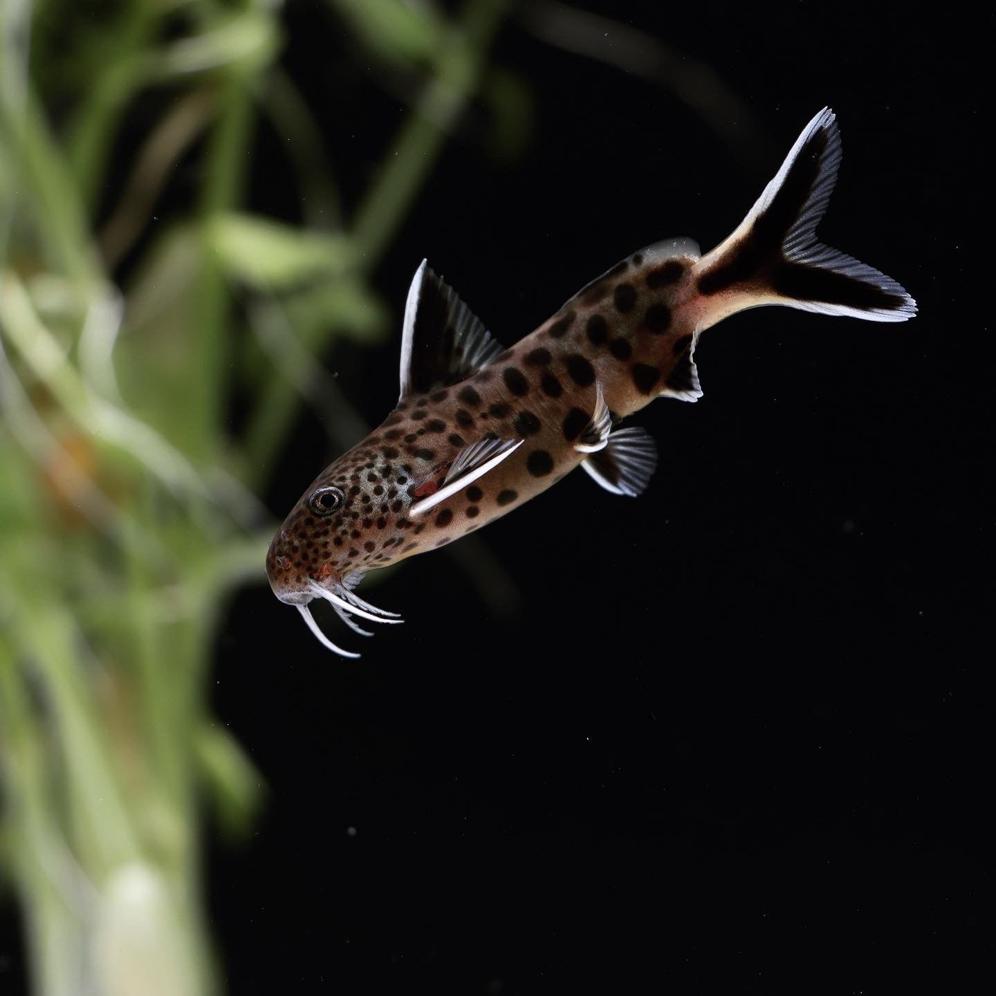 Synodontis