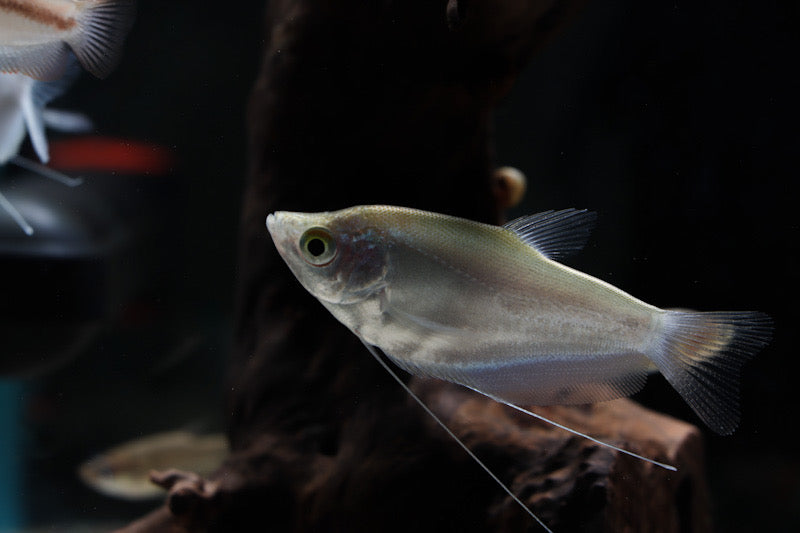 Moonlight Gourami