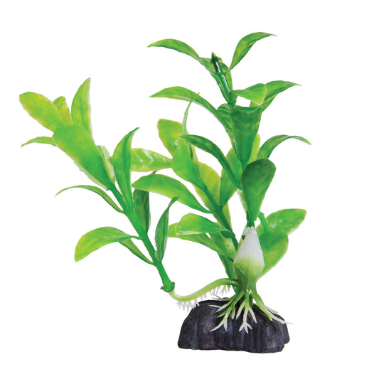 Green Hygro - 4.5" Aquarium Plant