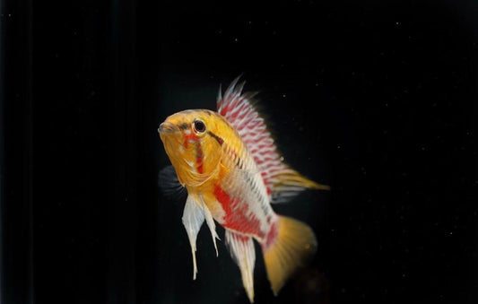 Apistogramma Hongsloi