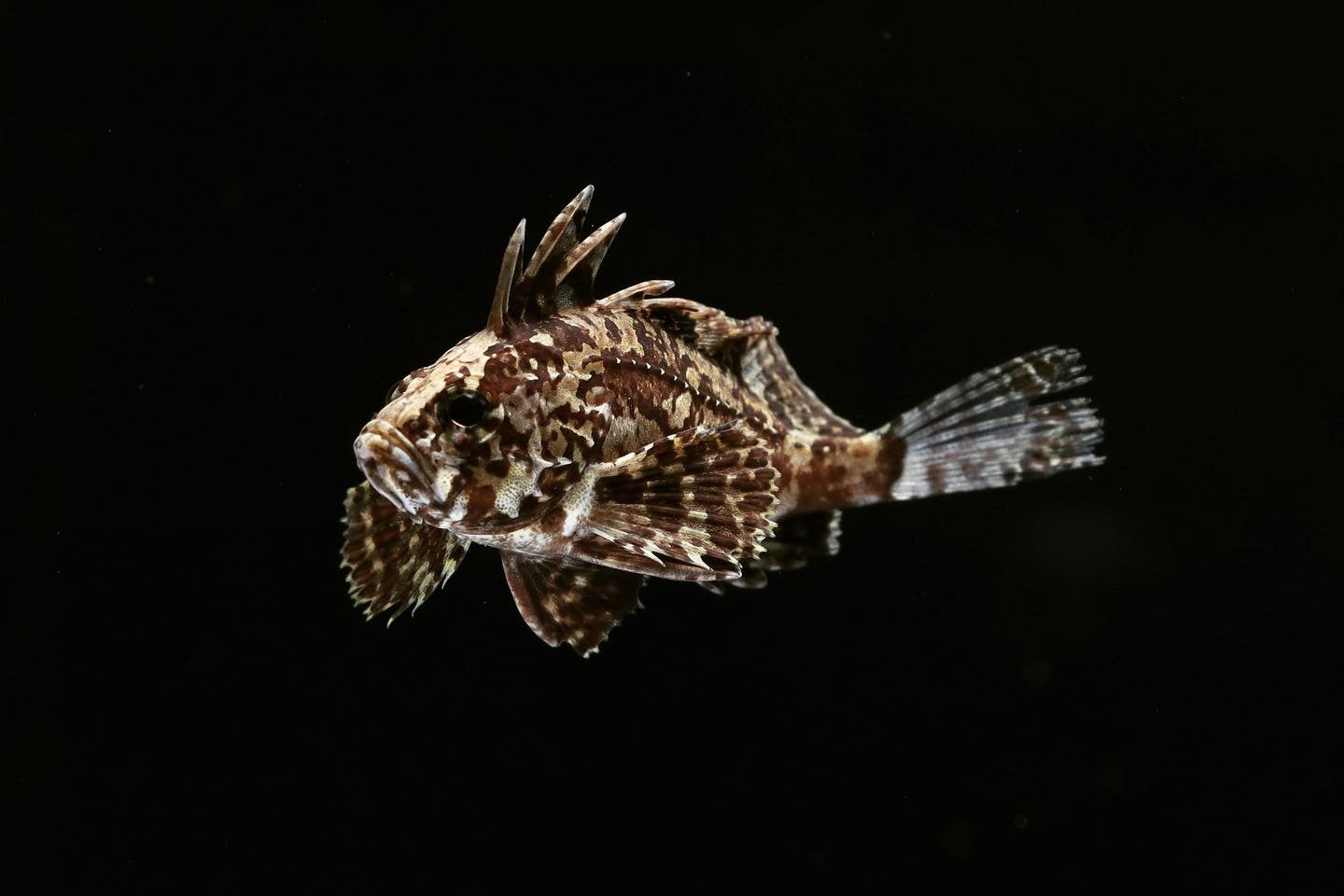 Indian Butterfly Goby