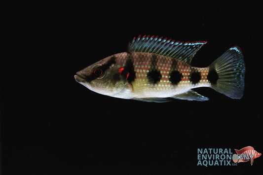 Five Star General Cichlid