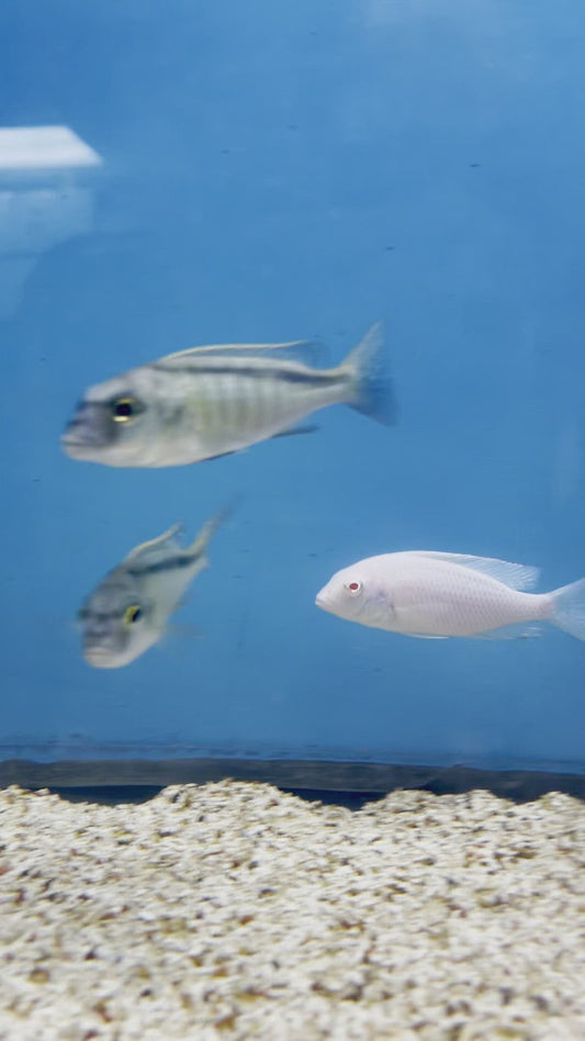 Bucco Spectabilis juvenile Cichlid