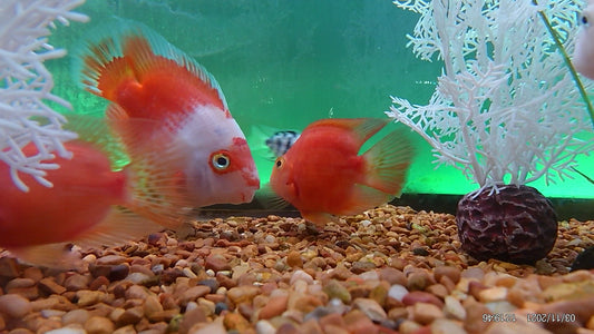 Red and White Parrot Cichlid