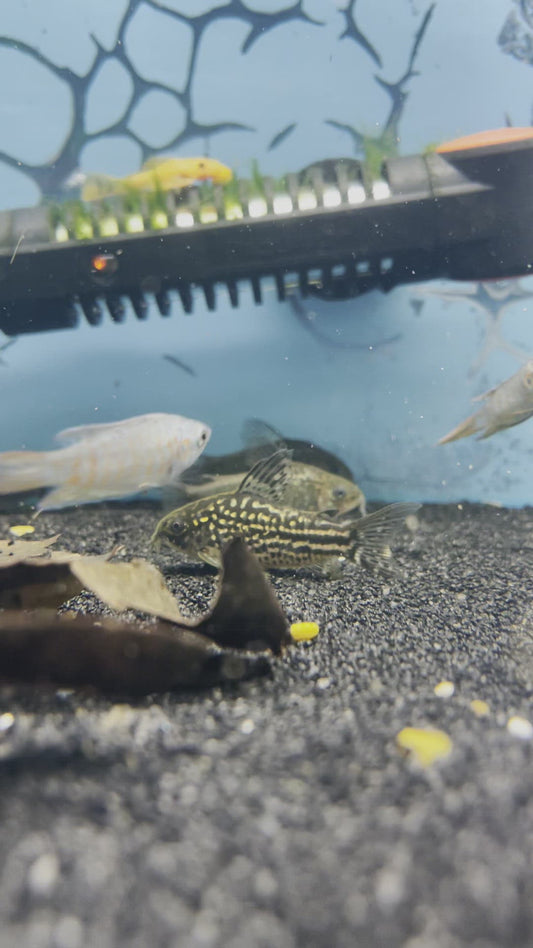 Napoensis Corydoras Catfish