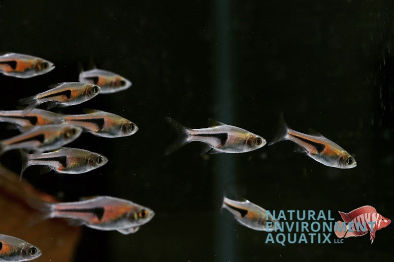 Ramba Fish Pork Chop Rasbora β Natural Environment Aquatix