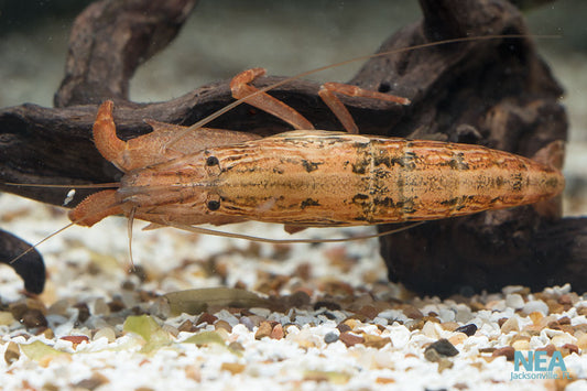 Bamboo Shrimp